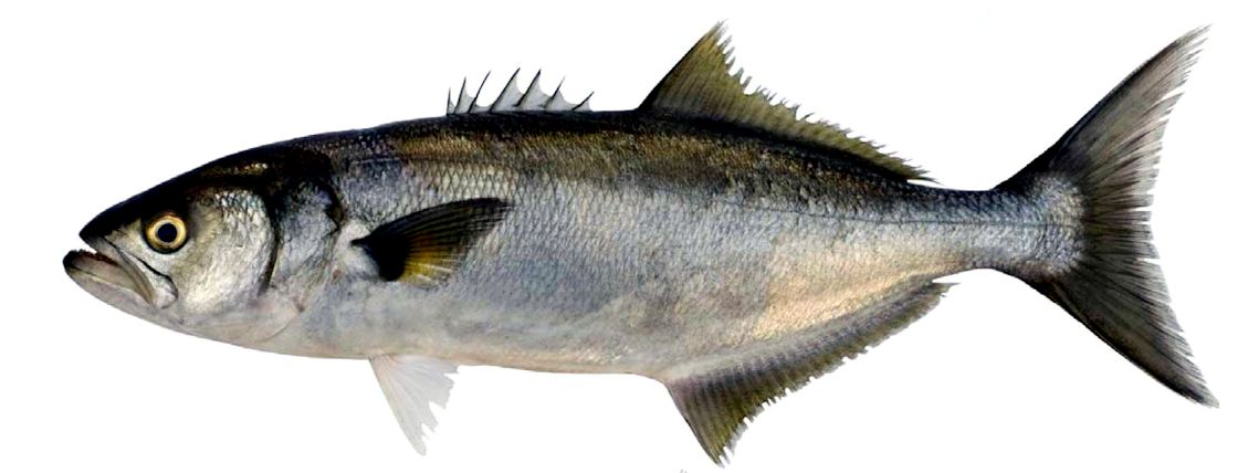 Pomatomus saltatrix_02.jpg